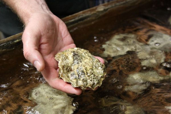 OSUCEOAS's tweet photo. Is Researching Oceans Worth the Cost? Oregon’s Example Says Yes! @GWaldbusser https://t.co/7U8291AVvZ https://t.co/5npXX3NoU8