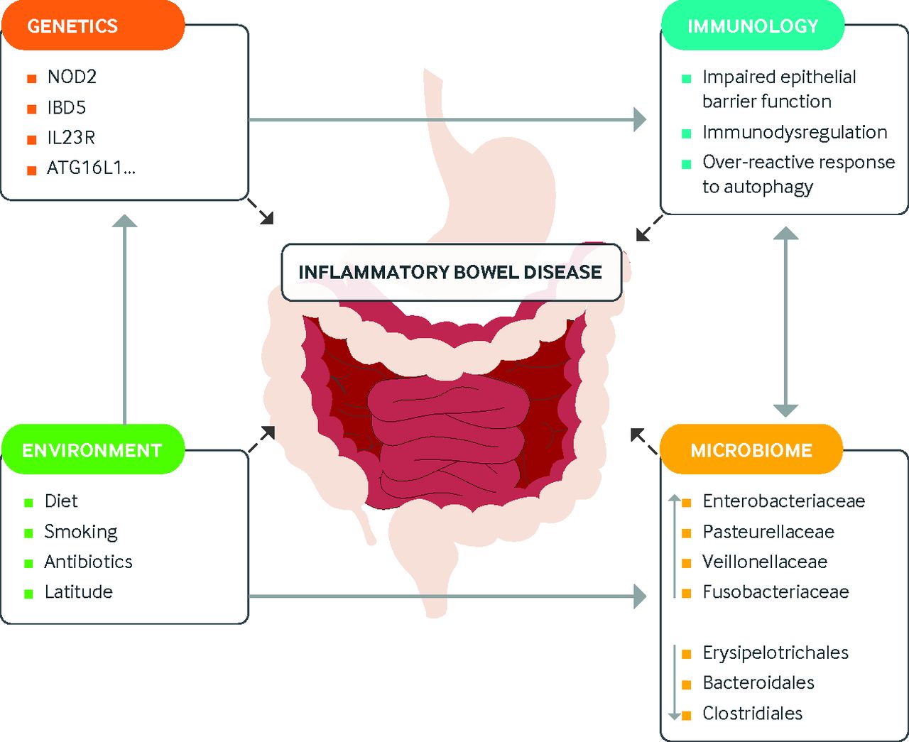 The BMJ on Twitter "Pathophysiology of inflammatory bowel