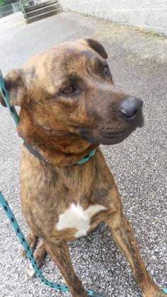 GutterProWV's tweet image. Great news! We will be sponsoring the adoption of another dog! His name is Goliath- call (304) 342-1576 today! bit.ly/2qcrrYl