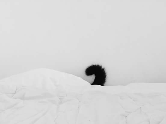 Ksenija_Ksy's tweet photo. ....night   #photography #night #cat https://t.co/W1NOr9o3yE