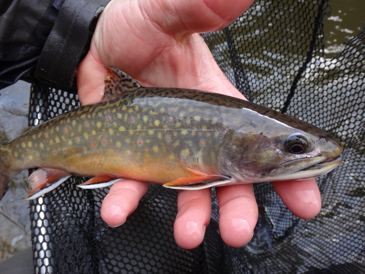 OntarioFlyGuide's tweet image. Brook trout fishing has been very good this year &amp;amp; with the cooler weather it should continue. #brooktrout #flyfishing #flyfishingontario