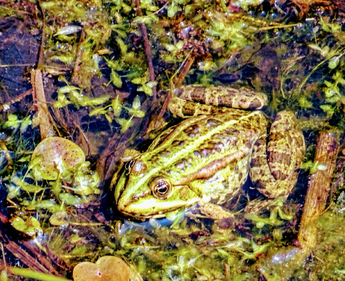 WillyVeldsink's tweet photo. Niets meer nodig....
Liefde
Natuur
Kunst
Lente
Weerribben-Wieden
Houden van
Schoonheid
#bijzonder#buitenleven#ogenopen #hartopen ❤❤❤ https://t.co/talNotx0Pm