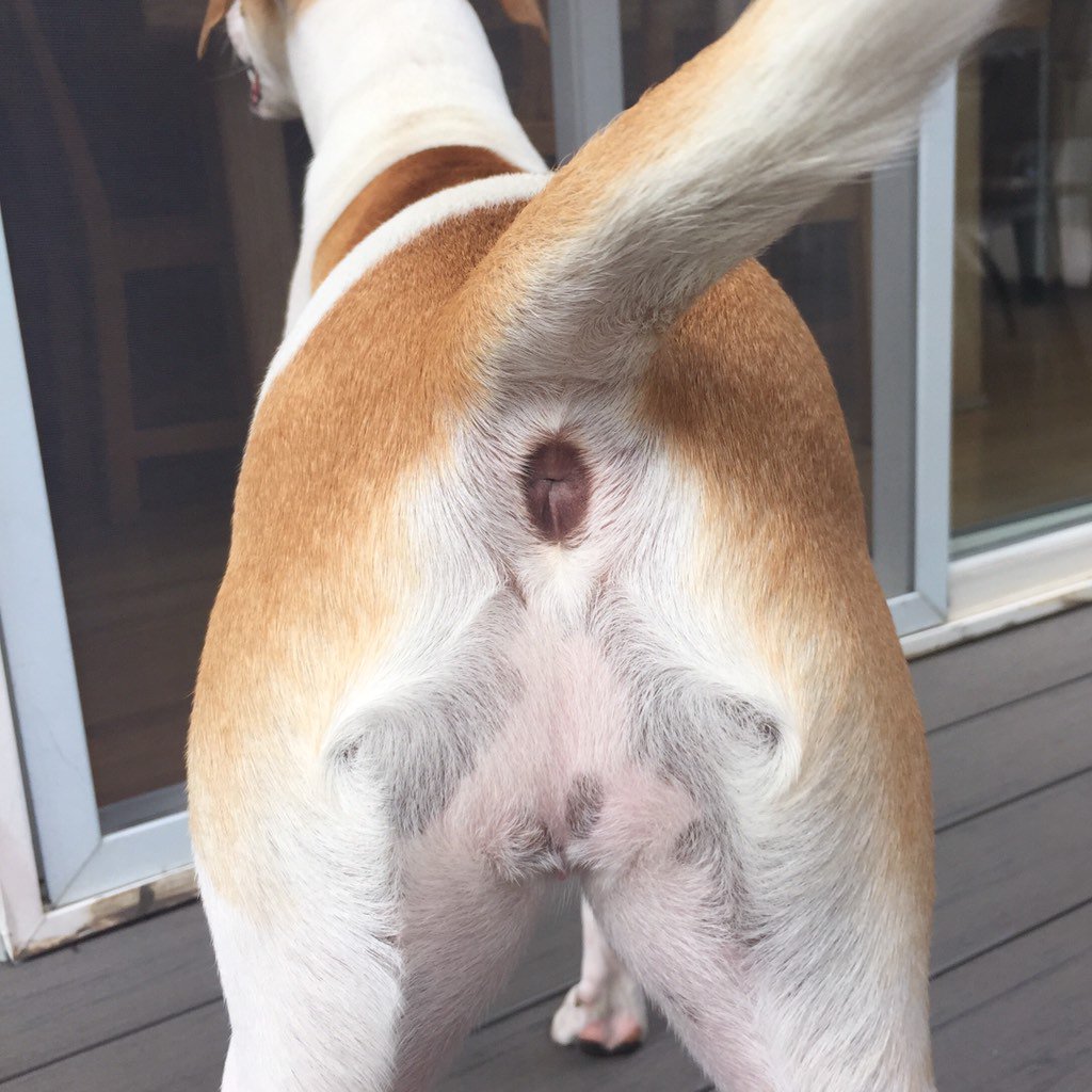 “This dogs butt looks like a fidget spinner. #fidgetspinner” .