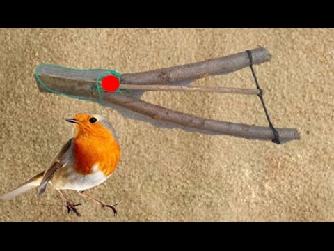 TopKlik on X: Primitive Foot Snare Bird #Trap in Action - How