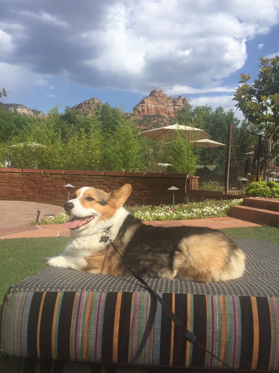 NuggetTheCorgi's tweet photo. Hanging in Sedona. Life is grand🍻 https://t.co/nfMNcyPk5g