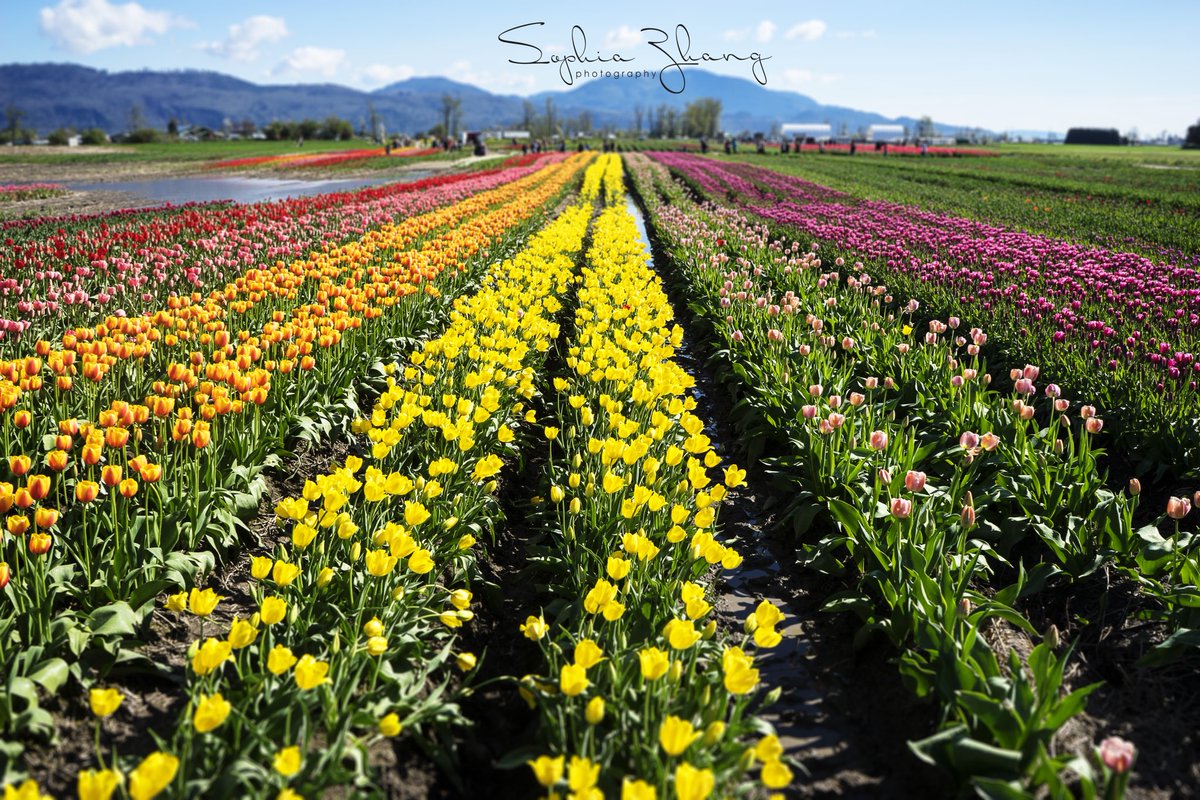 Mengsstudio01's tweet photo. Summer has arrived and flowers are blooming #Abbotsford #tulipfestival #summerishere https://t.co/DWPMtv1ccW