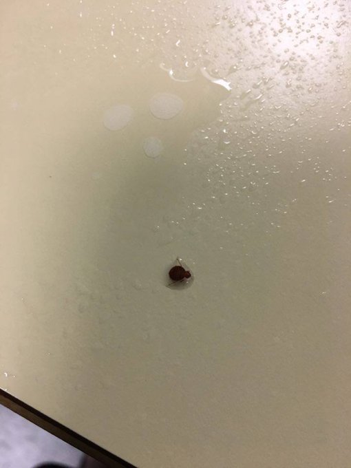 Προβολή εικόνας στο Twitter