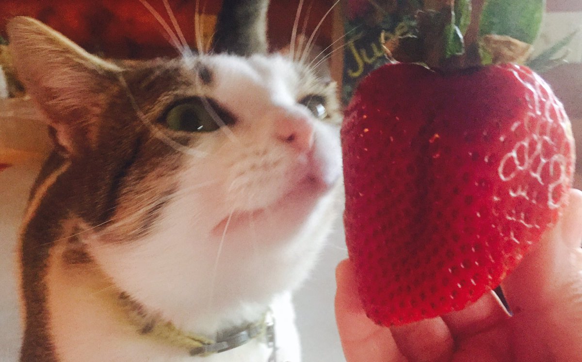ozarkswriter's tweet photo. This strawberry is almost as big as my cat's head. Like something from a sci-fi movie about agriculture gone wild. #cats #scifiplot #fruit https://t.co/9dKOVy5jje