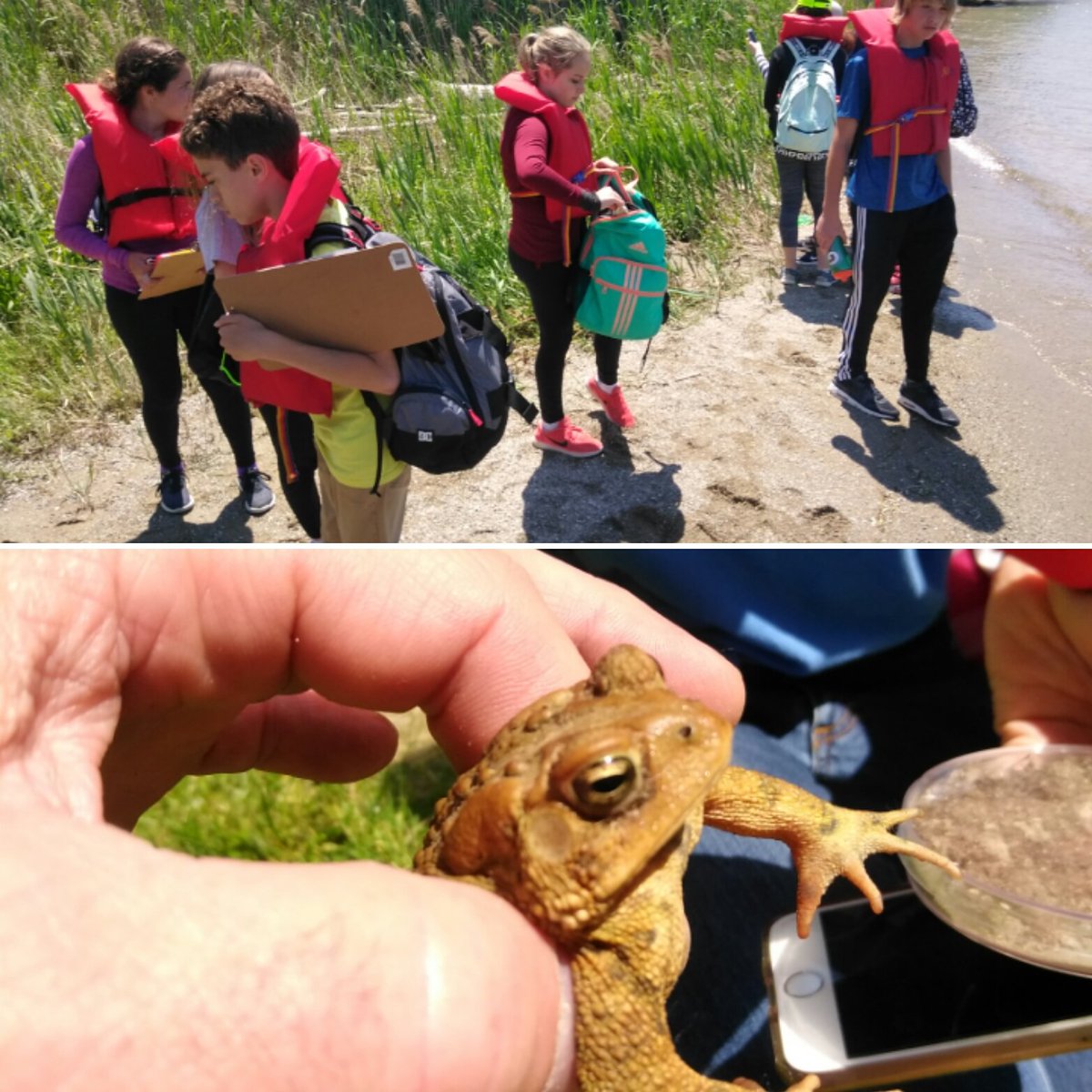 Day 6: The 2nd week of the Fighting Island Adventure is complete! Thanks to Mrs. Renaud and her grade 8's for a fantastic day!  Hi toad!