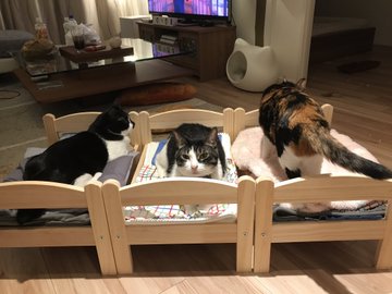 Ikeaの人形用ベッドを猫にあげたら 合宿感がすごい と話題