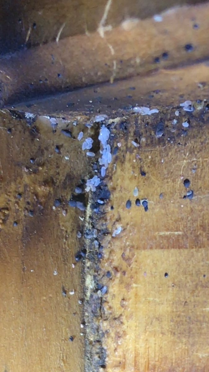CabotExt's tweet image. Close up look at Bed Bug eggs! Call us 501-843-4468!