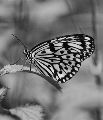 @Lisamar65096873 Hallo Deze prachtige vlinder is voor jou 💖💖💖💖