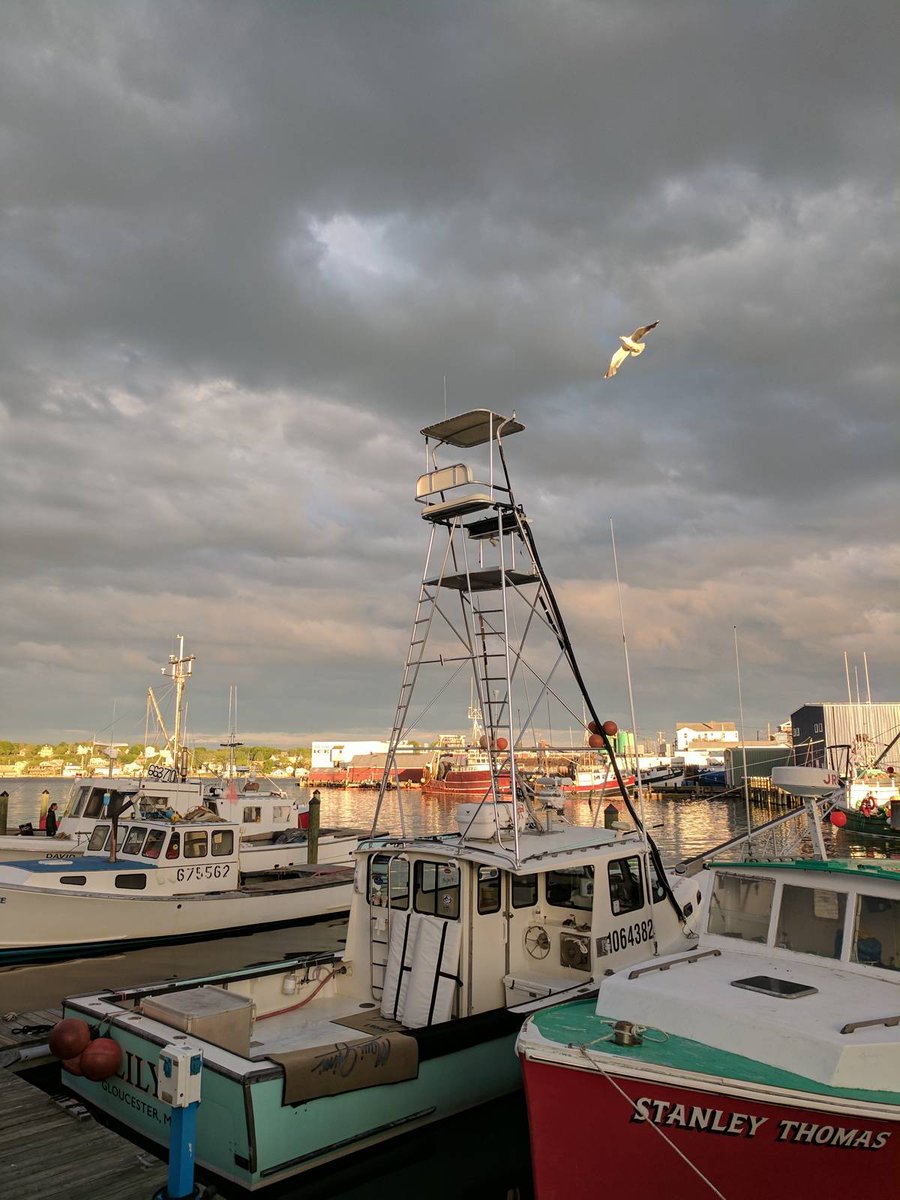 SchwEJ's tweet photo. 6/2/17 - F/V LILY | .@CaptFVLily @wickedspotter #Harpooning #StickBoat #Dart #WickedTuna #GloucesterMA https://t.co/QtUTsuMf9v