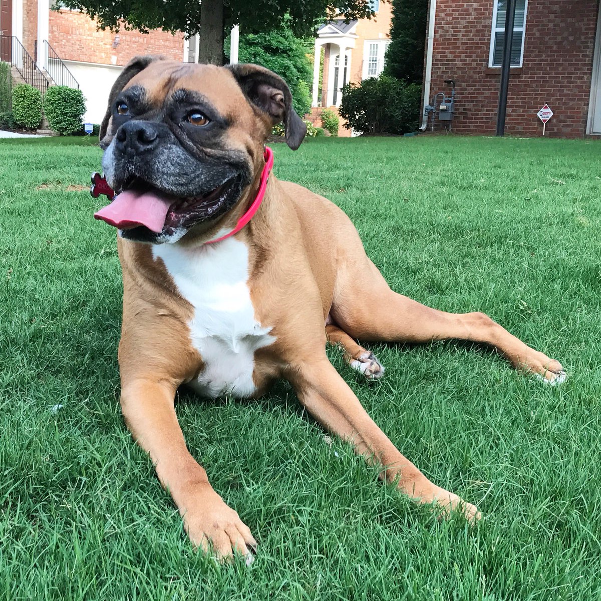 MsChloeTheBoxer's tweet photo. Friday's got me all smiles 👅 It's my first Friday as a 9 year old and I'm feeling pretty good! 🐾 #friyay #friday #weekendvibes #boxerdog https://t.co/3PTkPNNRFl