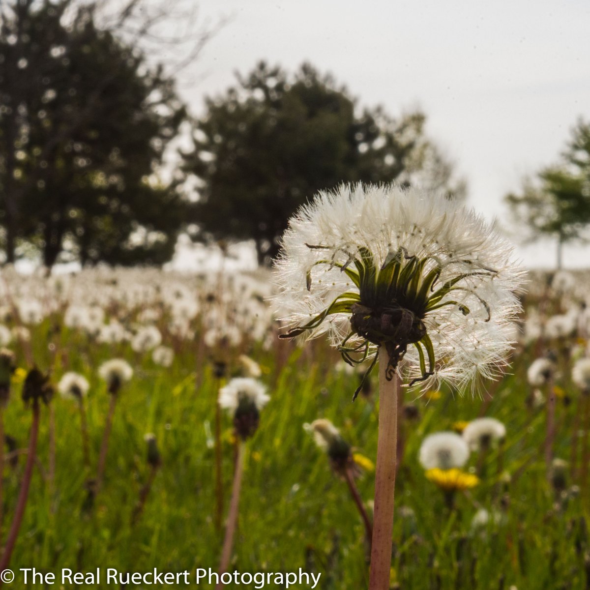 therealrueckert's tweet photo. Signs Of Spring Volume 1 #Chicago #LakefrontPath #Spring #SignsOfSpring #Green #Dandelion #Morning #Seed #Seedpod #Weed #Field #DailyPhoto https://t.co/Pslj4IZN0G