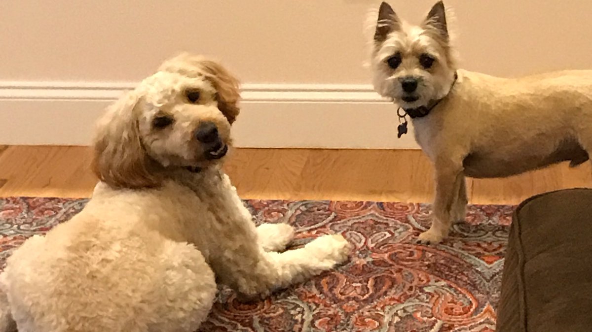 TheLillipupLife's tweet photo. Mommy will be snapping our nonsense for the next two weeks! Follow her on Snapchat @ ajivedc 🐶 #LifeWithLillipup #aDunk https://t.co/ay1ufan8A4