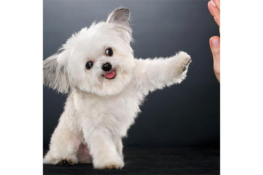 Moofio's tweet photo. The Tiniest Therapy Dog, Ever https://t.co/pnzituKNPD #pets #dogs https://t.co/46CDw3ekZj