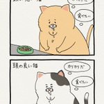 これは本当!頭の良い猫と悪い猫の物の見方の違い!