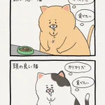 これは本当!頭の良い猫と悪い猫の物の見方の違い!