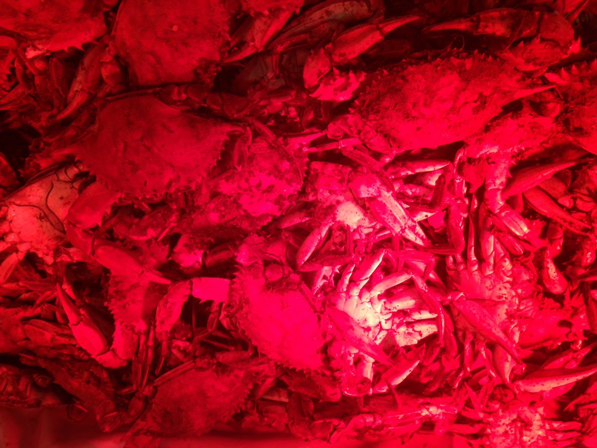 SeanGreeneWDEL's tweet photo. Heaven. #CrabFeast #FirstOfTheSummer https://t.co/NzDve779WI