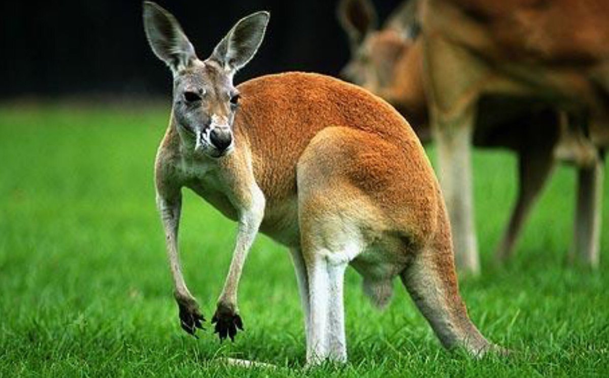 oz_zooarch's tweet photo. #FunZooarchFact- macropod (Kangaroo & wallaby) long bones were frequently cracked open to access the highly nutritious marrow. https://t.co/kcRv2z62mE