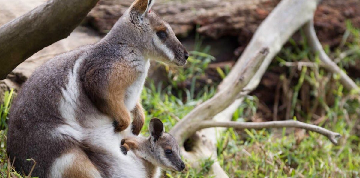 oz_zooarch's tweet photo. #FunZooarchFact- macropod (Kangaroo & wallaby) long bones were frequently cracked open to access the highly nutritious marrow. https://t.co/kcRv2z62mE