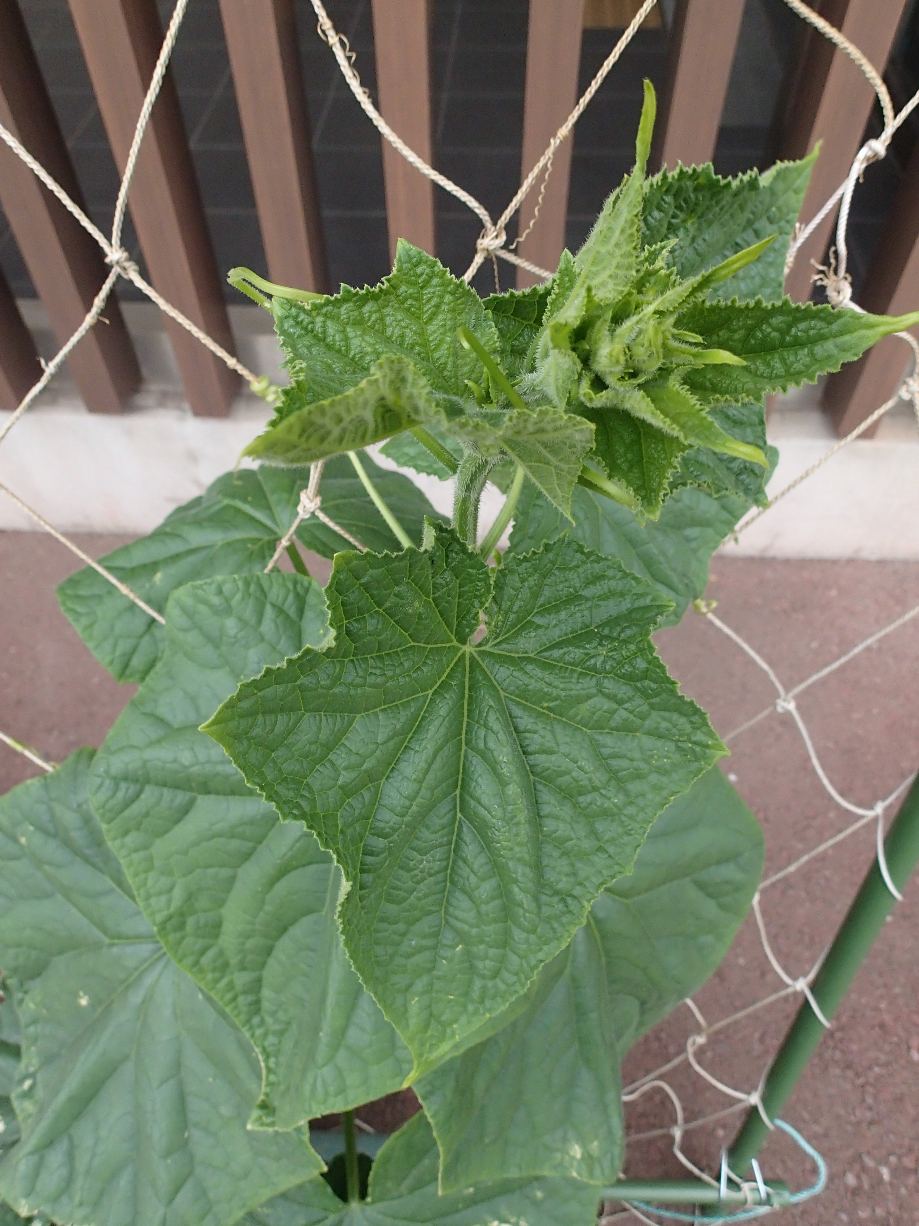 تويتر 大森 海苔のふるさと館 على تويتر 江戸野菜と言えば練馬大根や小松菜が有名ですが 大田区で生まれた江戸野菜をご存じですか 当館で育てているコチラ 馬込半白節成胡瓜 まごめはんじろふしなりきゅうり です 実がなるのはまだ先ですが 大きい葉っぱで
