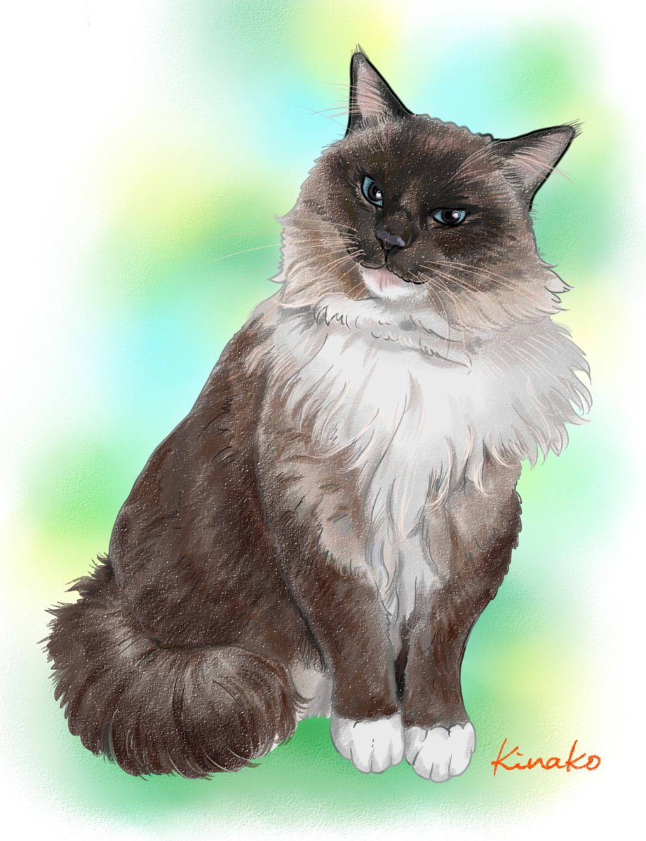 きなこ 猫の絵を描いています A Twitter ラグドールのシールポイントミテッドの美しいぼん様 11歳のお誕生日 おめでとうございます これからも元気でいてね イラストで描いてみました