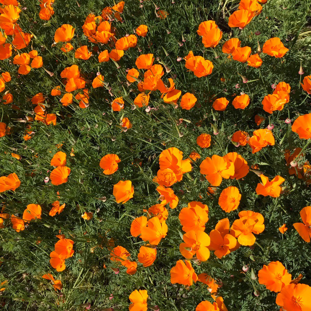 Just because it is Friday after a crazy week and happy to be a Californian. #CAStateFlower #orangepoppy