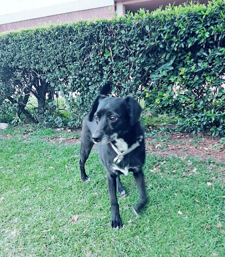 Yaz_Carby's tweet photo. Felicidades en este #Diadeperros a mi pequeño Robin!! @Guaupisimos_ #thenumbertwo https://t.co/jAh0CKwZNy