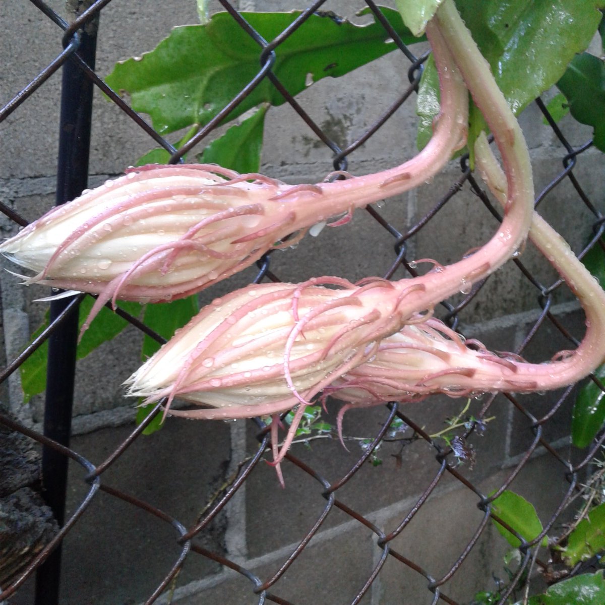 Chapmansartroom's tweet photo. #nightbloomingcereus blooming tonight! #artofthebloom https://t.co/90k4cuA7OD