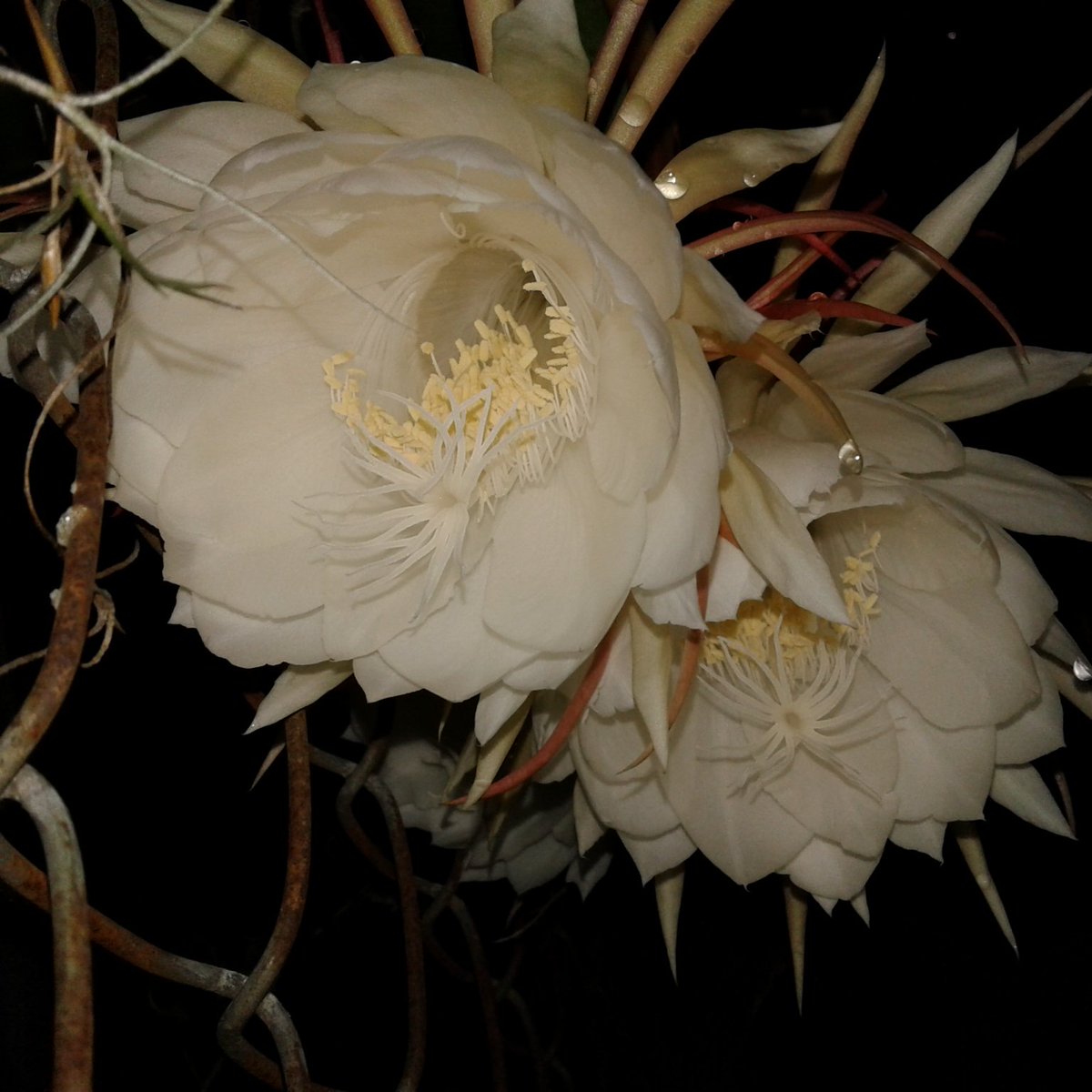 Chapmansartroom's tweet photo. #nightbloomingcereus blooming tonight! #artofthebloom https://t.co/90k4cuA7OD