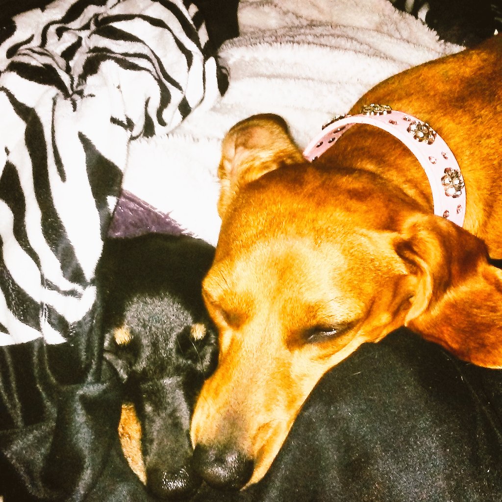 donia699's tweet photo. These 2 Lol #luvthese2 #weinerluvlol https://t.co/Wi3DIrqBAH