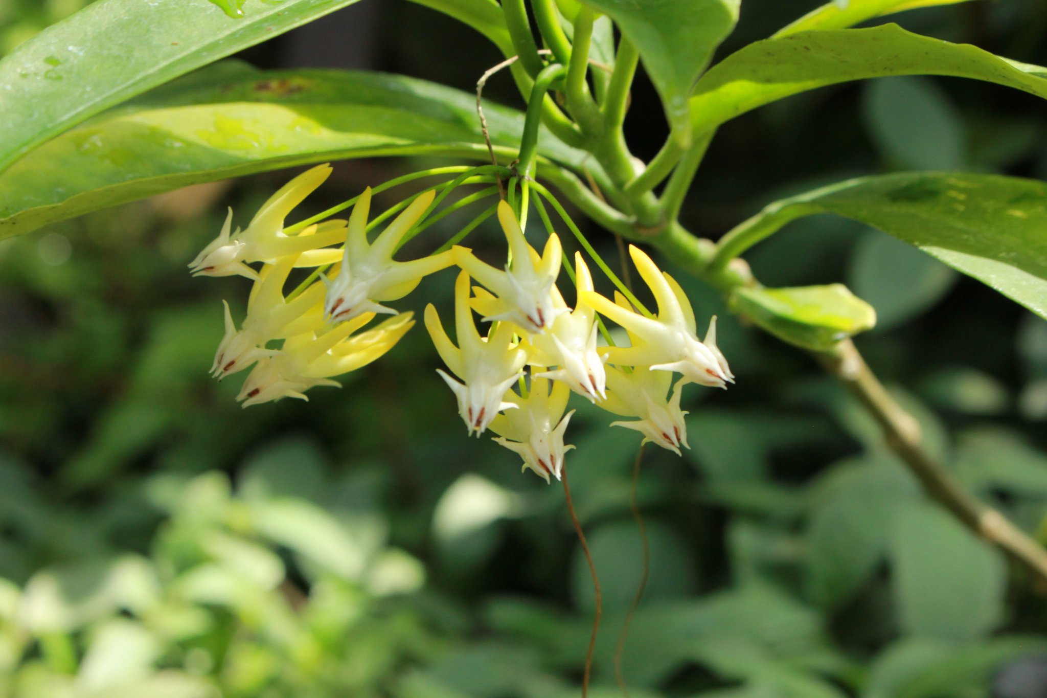 咲くやこの花館 本日 熱帯雨林室にてホヤのお花が３種類咲いています １枚目の写真は サクララン ２枚目が ホヤ ムルティフロラ ３枚目が ホヤ ダルウィニー です どれも形や色に個性があり 見ていて飽きることがありませんね ぜひご覧