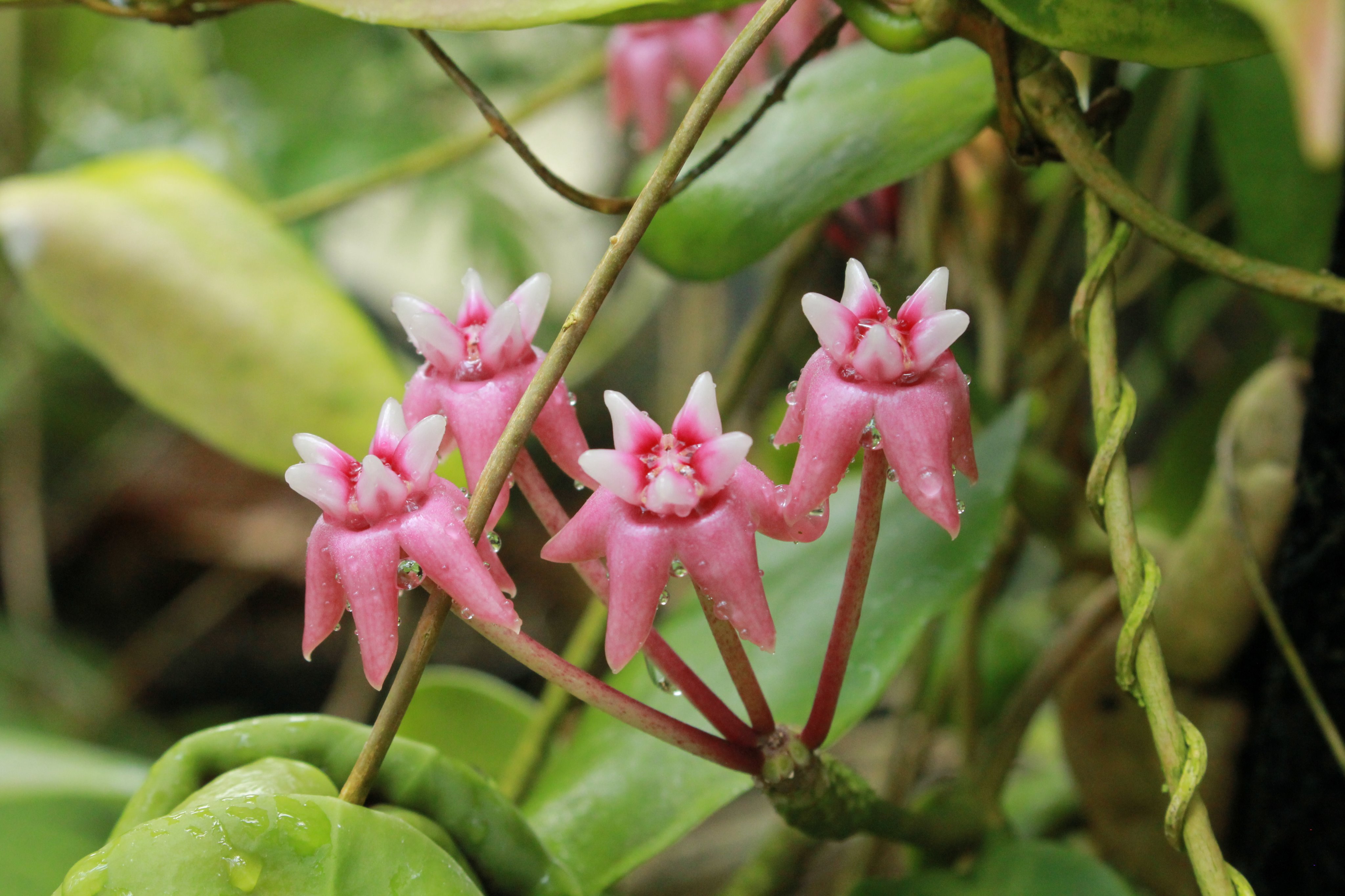 咲くやこの花館 本日 熱帯雨林室にてホヤのお花が３種類咲いています １枚目の写真は サクララン ２枚目が ホヤ ムルティフロラ ３枚目が ホヤ ダルウィニー です どれも形や色に個性があり 見ていて飽きることがありませんね ぜひご覧