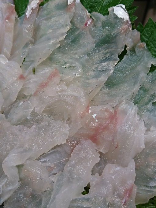 イネゴチの特徴 見分け方 写真から探せる魚図鑑