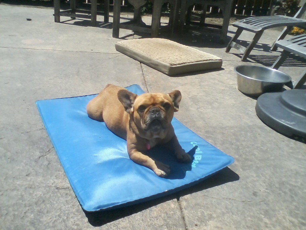CristiEdelbrock's tweet photo. I'm hitting the waves! #dogbeach #Frenchie https://t.co/WwPvLIs1lR