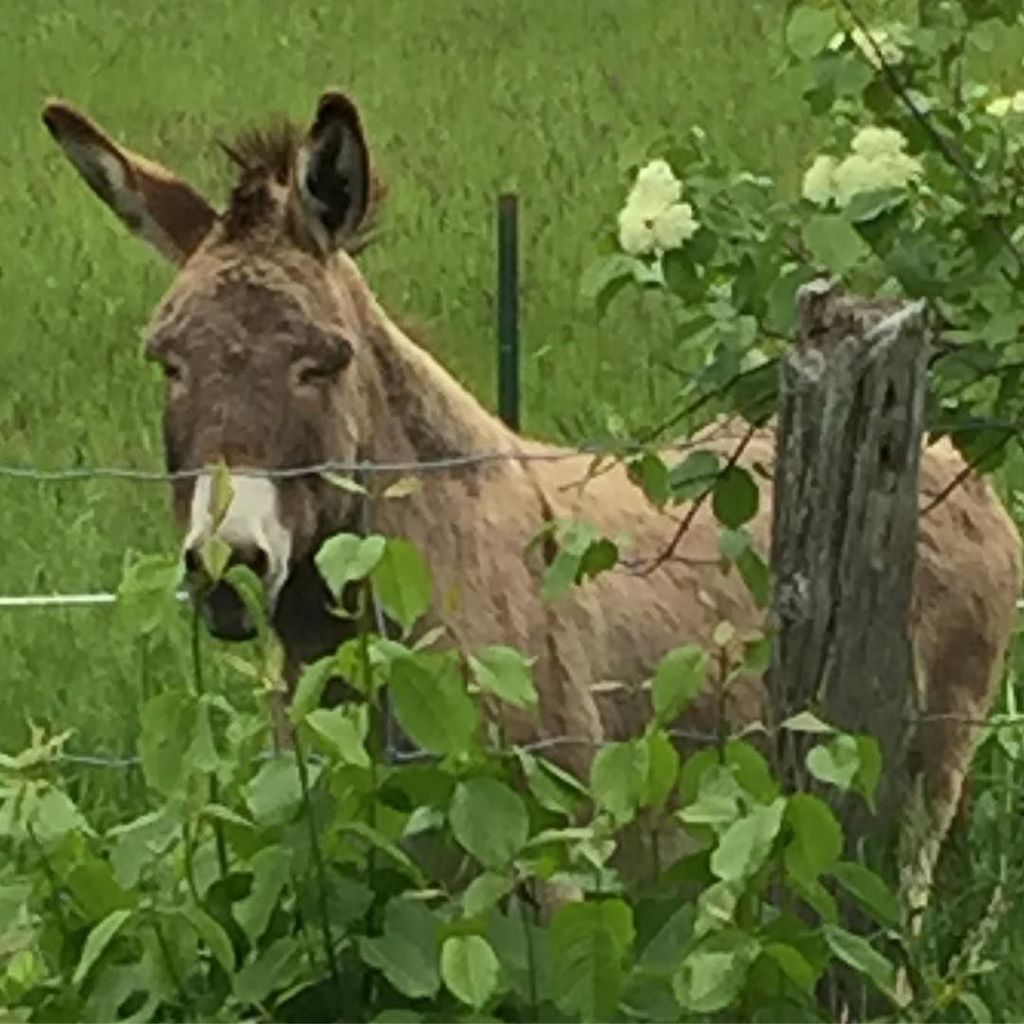 fryed's tweet photo. Running the #milleniumtrail Wellington to Picton #princeedwardcounty #marathontraining #fryed365 https://t.co/DeBDPn8O6S https://t.co/LVKHGqOt75