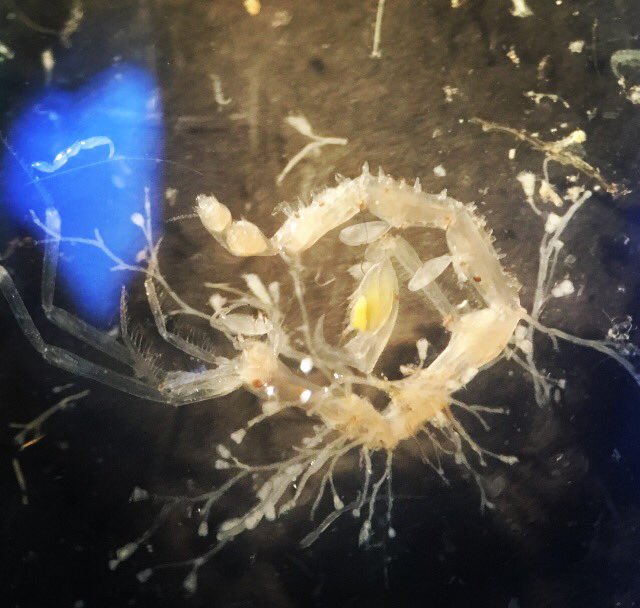 EmGLim's tweet photo. Has anyone ever seen obelia growing ON a caprellid??? #marinebiology #caprellamutica #caprellidae #caprellid #caprellids #obelia #hydroid https://t.co/T8RgDysXP2