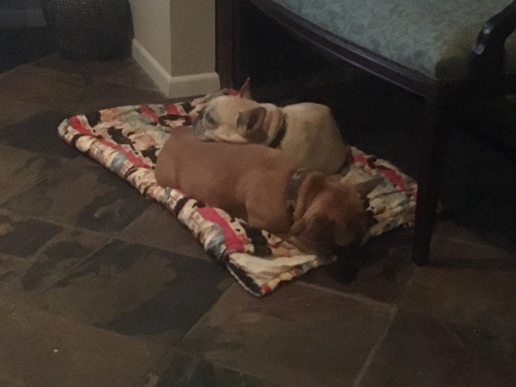 CristiEdelbrock's tweet photo. My lil old girls b day! #awesome #SoCute #frenchies https://t.co/GGwAblWtAa