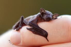 ERAIndianOcean's tweet photo. it's #Batturday! take a rest and remember to #lovebats https://t.co/HKR8QigjEW