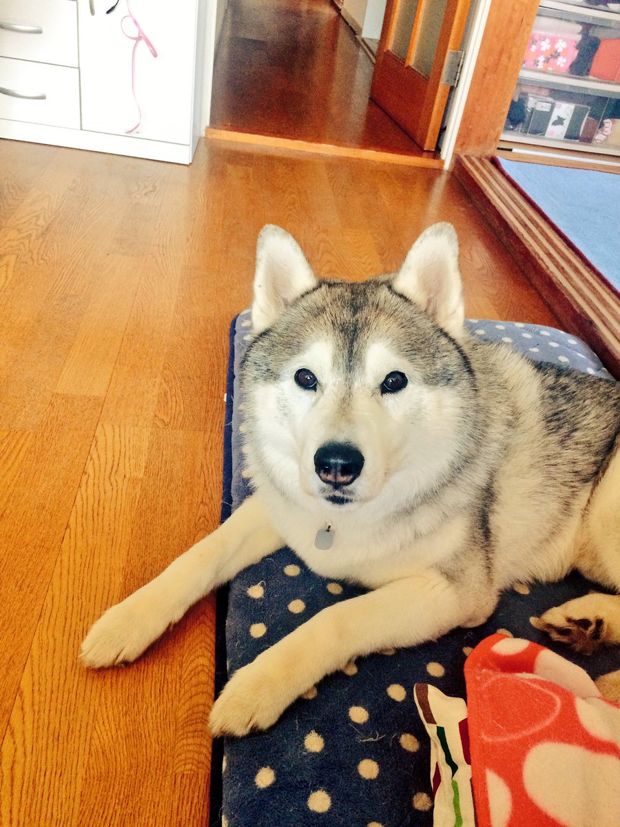 プピプピ文太 בטוויטר 私もハスキーに始まり狼 柴犬 マラミュート等 やっぱり好みの系統は似たり寄ったりのワンちゃんになりますね笑