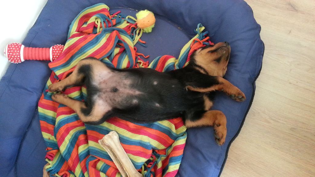 TomTheRottie's tweet photo. Toys, snacks, blanket. Ready for the weekend! 😎
#rottweiler #iloverottweilers #weekend #ilovemydog #lazy https://t.co/QVvA8gy9qR