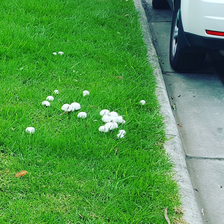 LittleJoysOrg's tweet photo. #footpathfunghi #roadsiderations #naturestripnourishment #carpooltoadstool #onthegrass ...OK that's probably enough. #littlejoy #littlejoys https://t.co/5BoBQwCynK