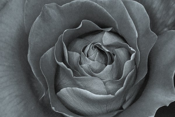 LifeReally's tweet image. New artwork for sale! - "First Rose Bloom" - fineartamerica.com/featured/first… @fineartamerica