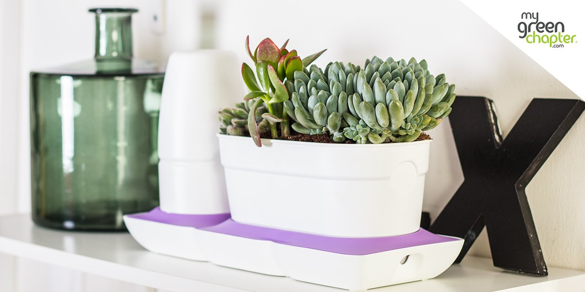 MyGreenChapter's tweet photo. Get growing with these ingenious posts that automatically water and feed your plants as they need it! Learn more at #MyGreenChapter! https://t.co/HRiBEAgCFJ
