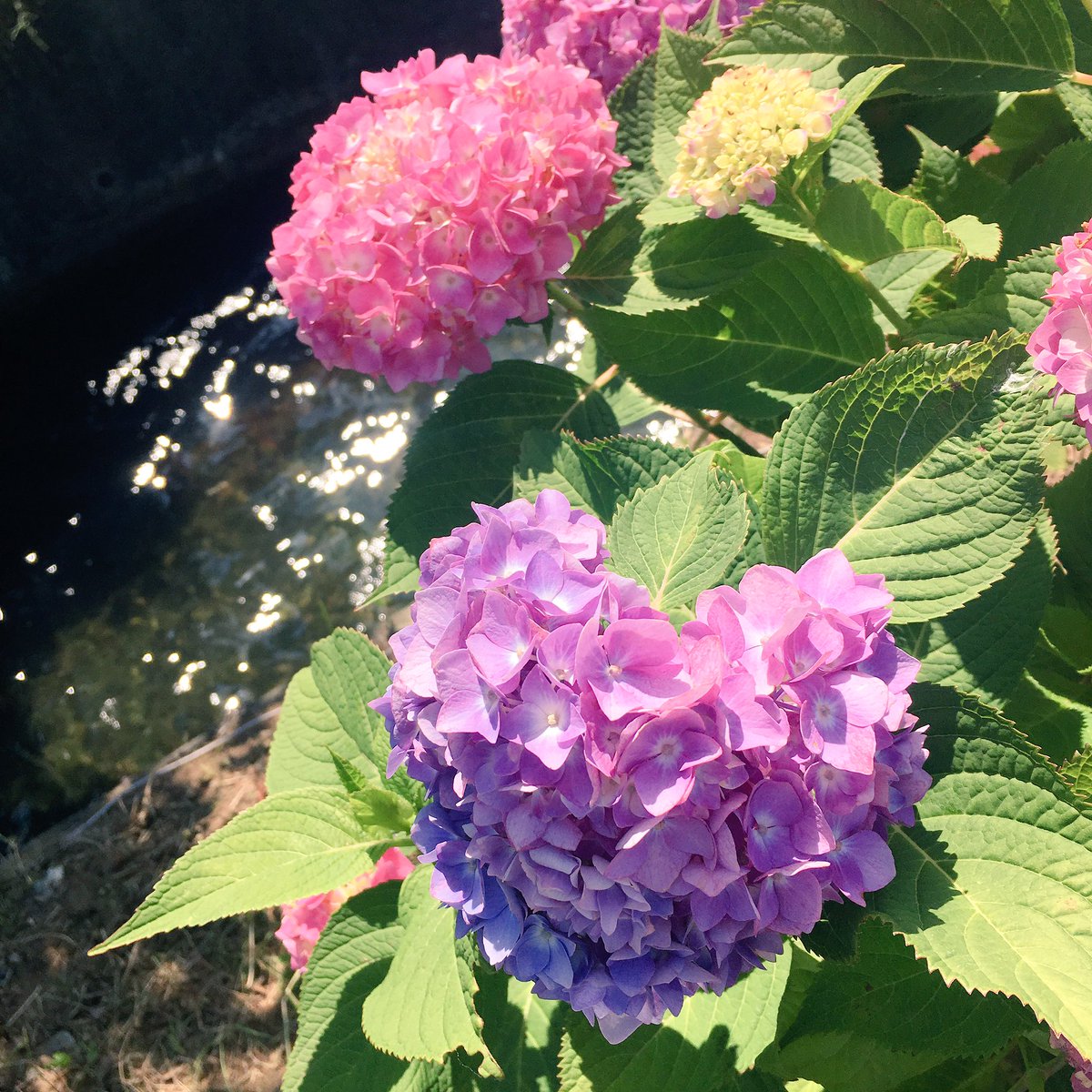 上 紫陽花 ハート 待ち受け 紫陽花 ハート 待ち受け