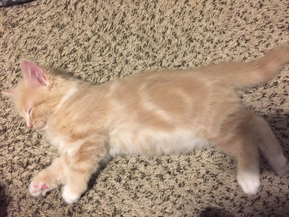 unixstickers's tweet image. Cat powered by universal operating system #debian ๐ง๐ฑ๐
#Caturday