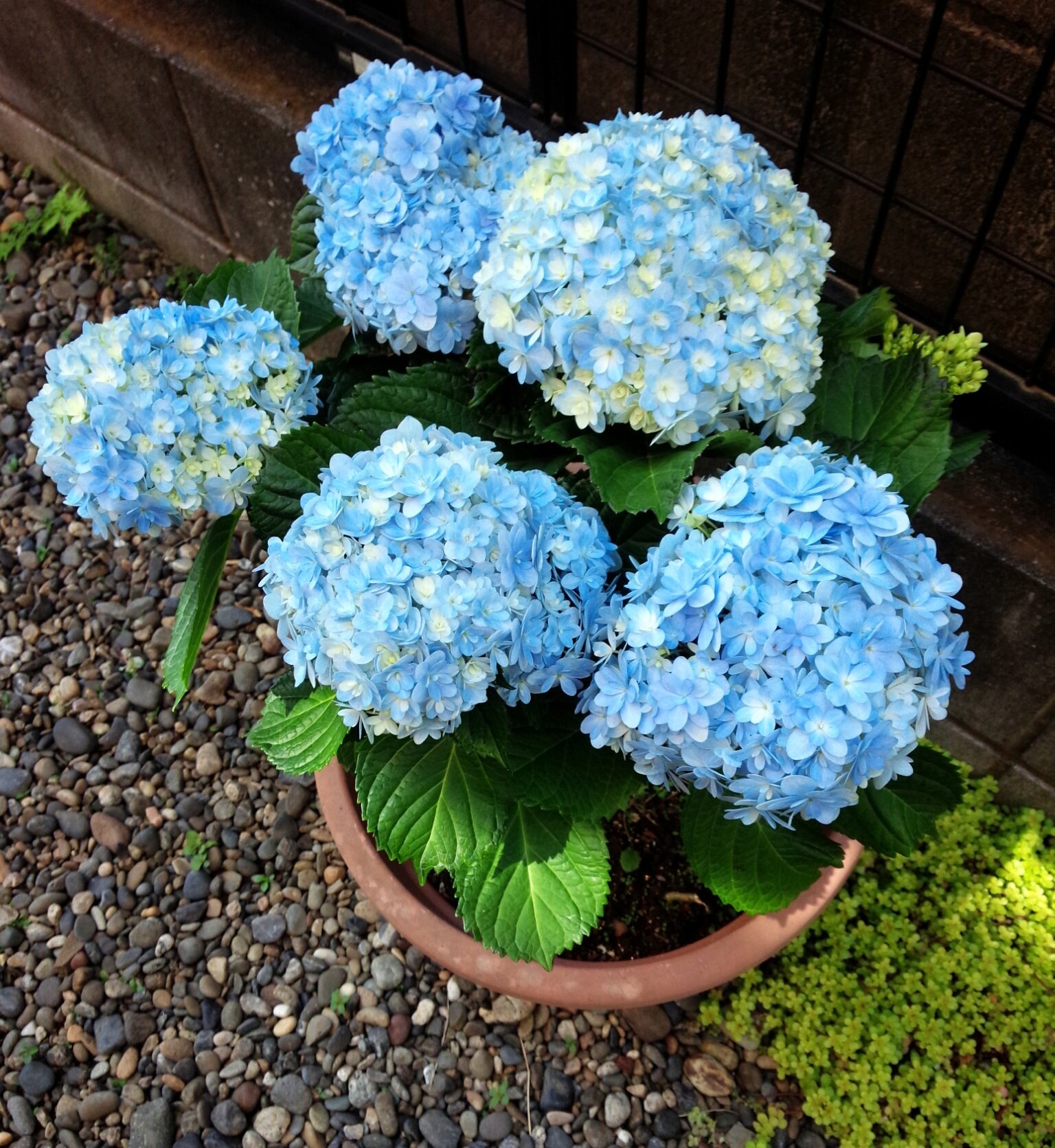تويتر そいくるくいる على تويتر 早咲きで咲いてた紫陽花のてまりてまりさんをドライにしてみたけど こんなちょりちょりになっちゃった ㅿ これはこれでアリなのかな 紫陽花 てまりてまり ドライフラワー T Co Q69hemlbzn