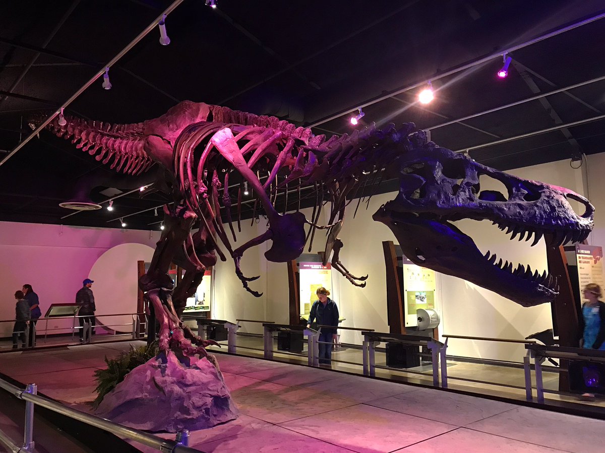 LoveyJess's tweet photo. Sue's pop star twin #sue #tyrannosaurus #dinosaur #bones #skeleton #fossil #ancient #popstar #needalongermike #angrydiva https://t.co/PX3SbtmmBo